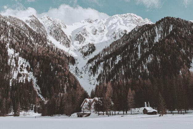 Foresta marrone vicino alla cabina bianca