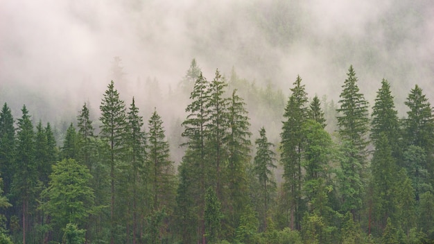 Foresta nebbiosa