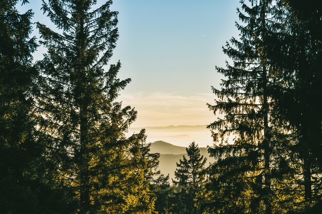 Foresta Nera in Germania di fronte alle montagne