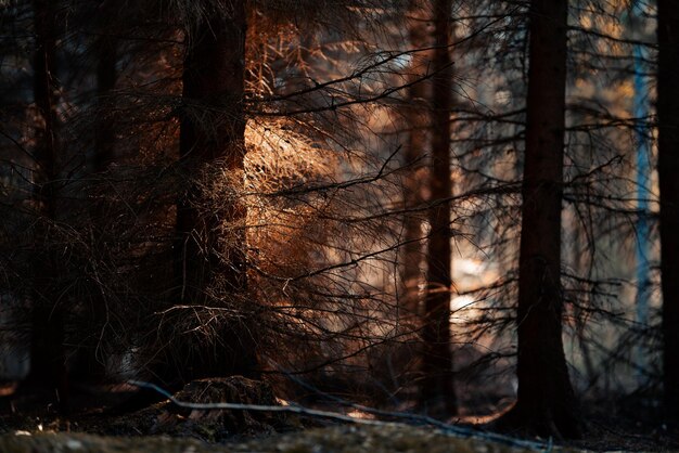 Foresta oscura e misteriosa con la luce del sole che colpisce le foglie - sfondo mistico della foresta