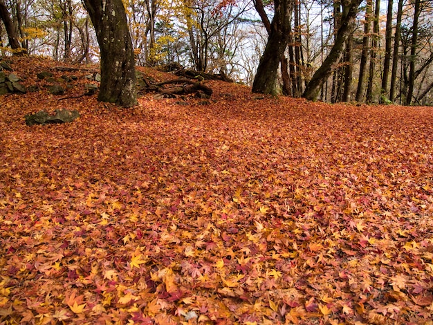 Foresta ricoperta di foglie secche circondata da alberi sotto la luce del sole durante l'autunno