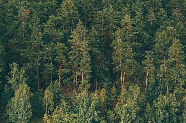 Foresta ricoperta di vegetazione sotto la luce del sole a Madeira, Portogallo