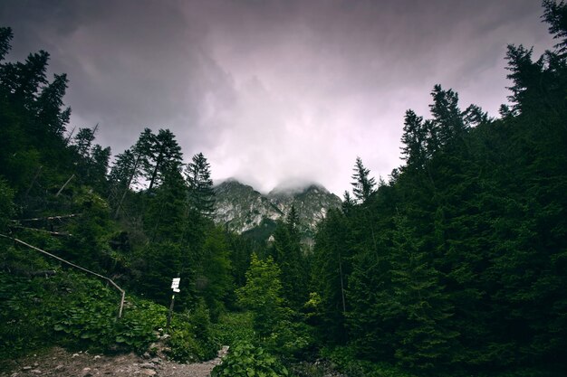 Foresta scura in montagna.