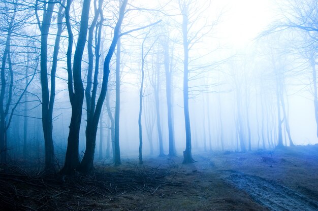 foresta secca con nebbia