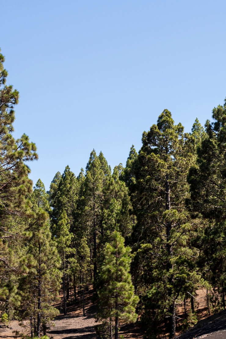 Foto gratuito foresta sempreverde con cielo sereno