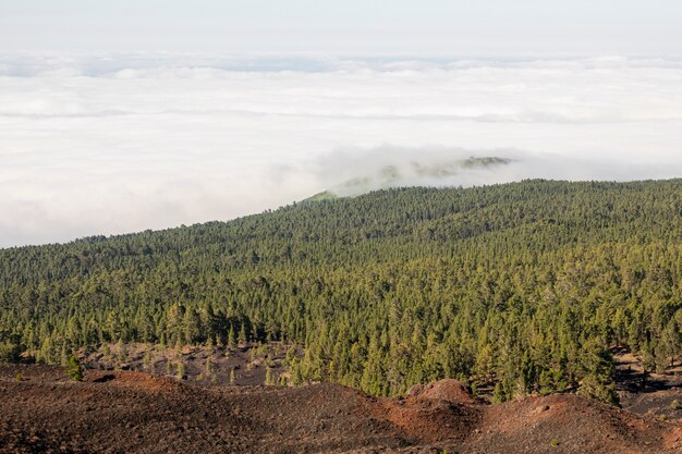 Foresta sempreverde con nuvole bianche