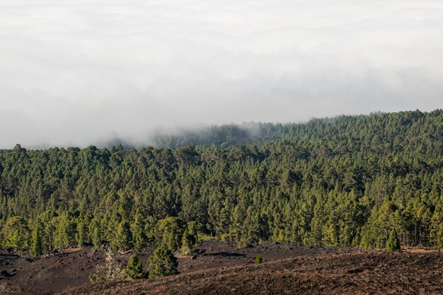 Foresta sempreverde con nuvole