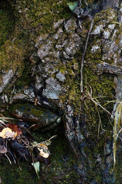 Foresta tropicale catturata alla luce del giorno