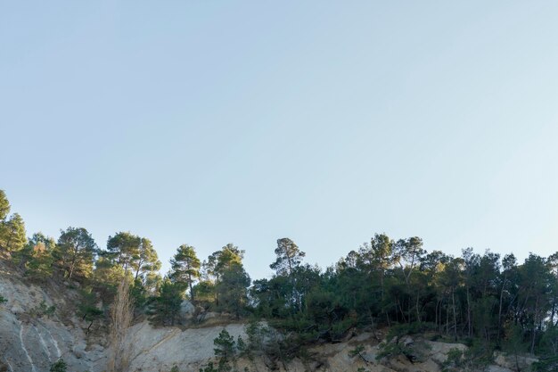 Foresta tropicale catturata alla luce del giorno