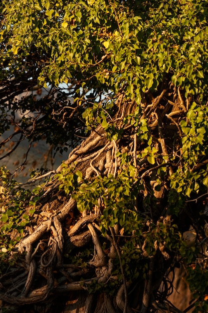 Foresta tropicale catturata alla luce del giorno