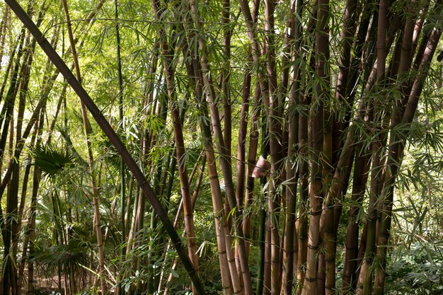 Foresta tropicale di bambù alla luce del giorno