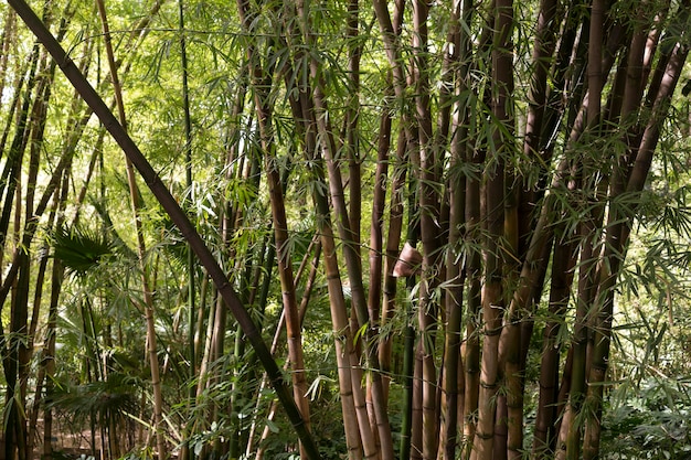 Foresta tropicale di bambù alla luce del giorno