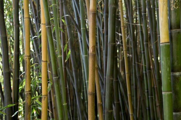 Foresta tropicale di bambù alla luce del giorno