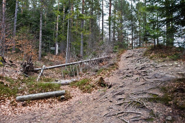 Foresta verde con radici di alberi nelle montagne dei Carpazi