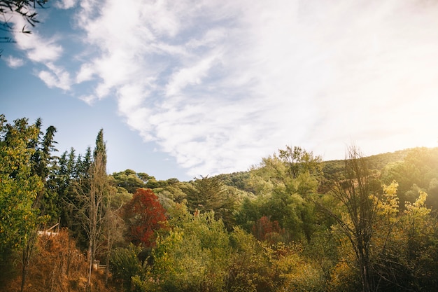 Foresta verde in una bella giornata