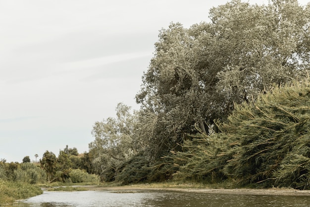 Foresta vicino a un paesaggio fluviale