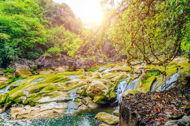 Foreste di muschio fontane foreste lascia la geologia