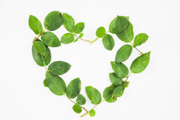 Forma del cuore fatta con foglie verdi su sfondo bianco