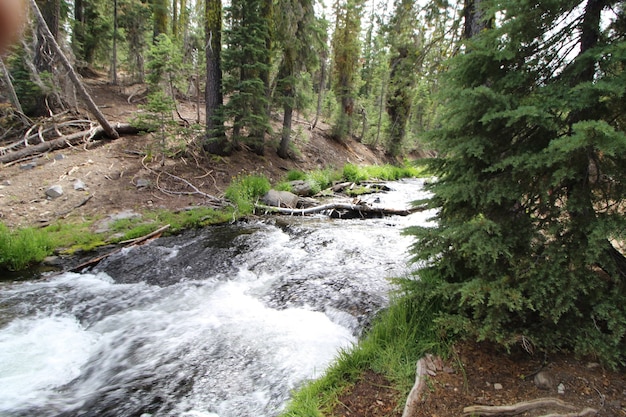 Forte flusso di un fiume con schiuma bianca nella foresta