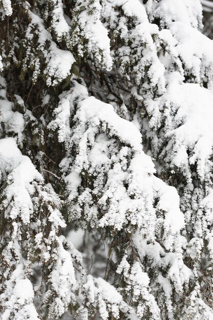 Forti nevicate sui rami degli alberi