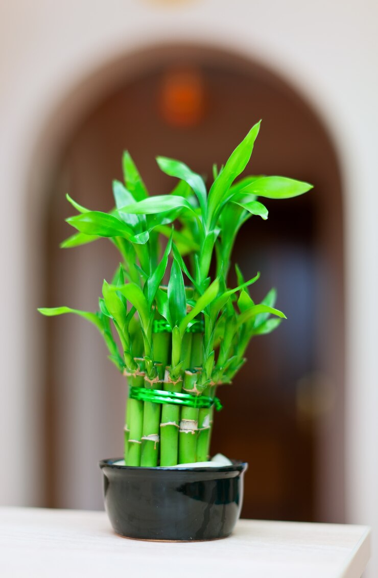 Foto gratuito fortunata pianta di bambù in vaso