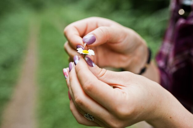 Foto del primo piano delle mani femminili che tengono piccola camomilla