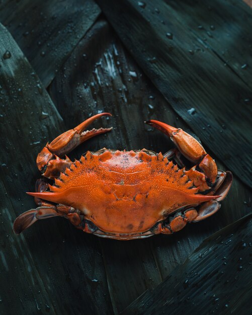 Foto del primo piano di un granchio arancio, vista superiore