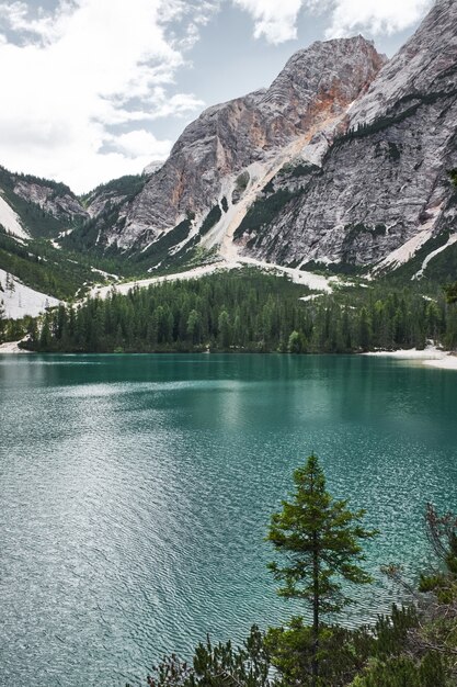 Foto di alberi vicino al corpo idrico