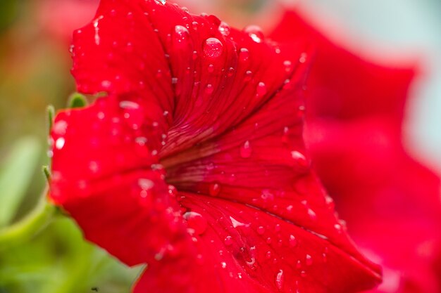 Foto di bel fiore rosso della petunia con goccioline di rugiada, sfocatura dello sfondo