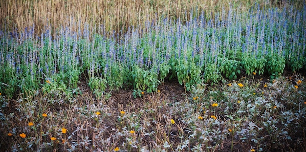 Foto di bellezza dei fiori selvatici in natura