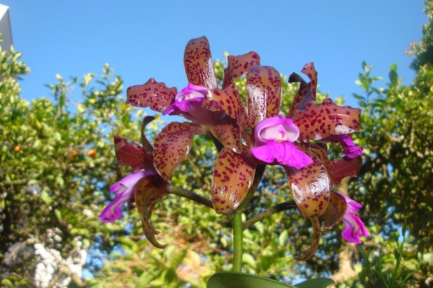 Foto di un fiore di orchidea esotico