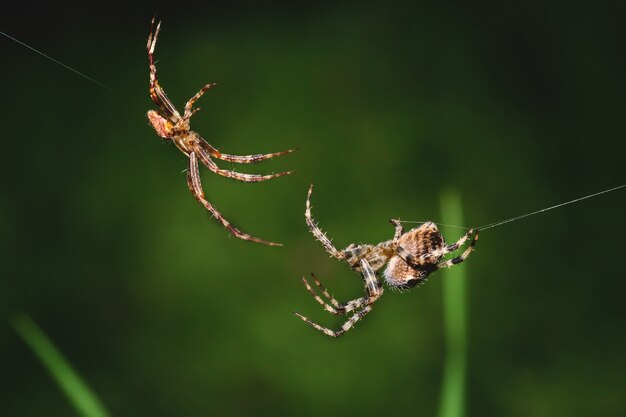 Foto macro di due ragni
