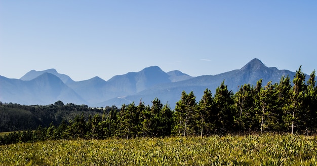 Foto panoramica delle montagne dietro gli alberi e un campo