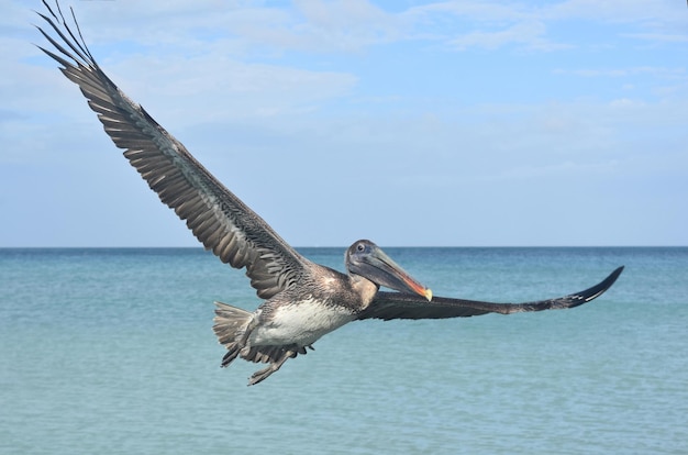 Foto ravvicinata di un pellicano che vola nel cielo