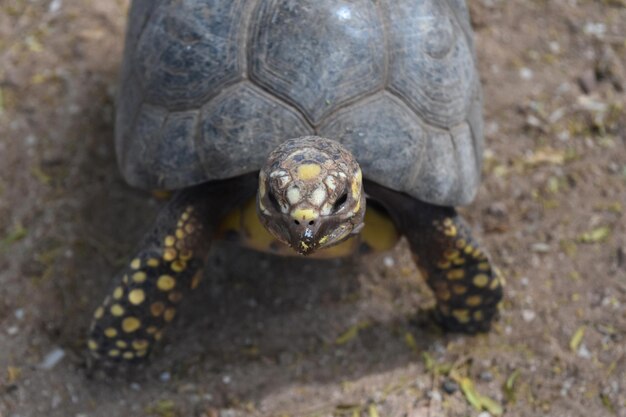 Foto ravvicinata di una piccola testa di tartarughe