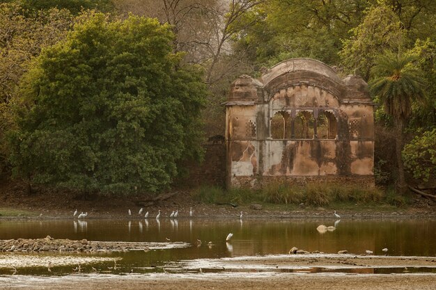 Foto unica di orsi bradipi in India