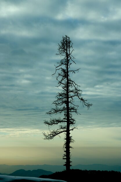 foto verticale di albero