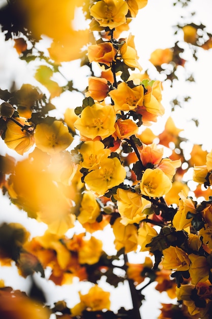 Fotografia ad angolo basso di fiori con petali gialli