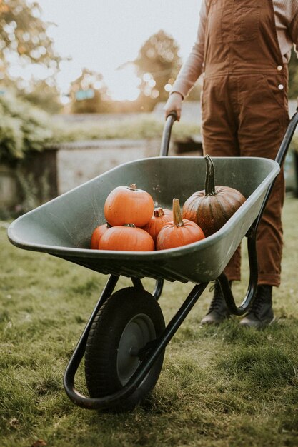 Fotografia di cibo di sfondo di zucche appena raccolte