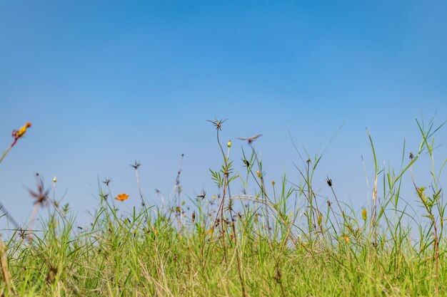 Fotografia di erba del sole vista la natura