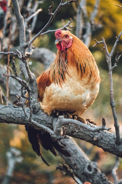 Fotografia di messa a fuoco selettiva del gallo arancione che si appollaia sul ramo