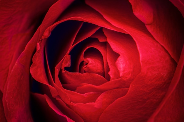 Fotografia macro di petali di rosa rossa