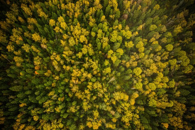 fotografia naturalistica dall&#39;aria