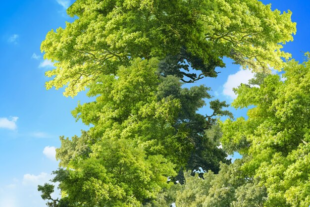 Fotografia naturalistica scenica di alberi pacifici e cielo blu