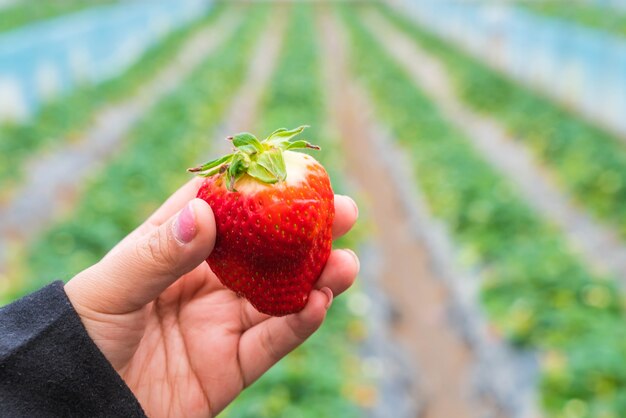 Fragola fresca selezionata a mano