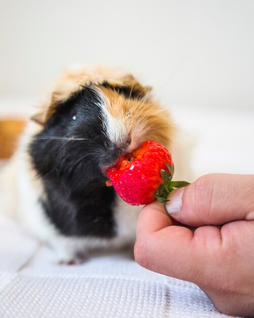 Fragole d&#39;alimentazione della mano di una persona alla cavia