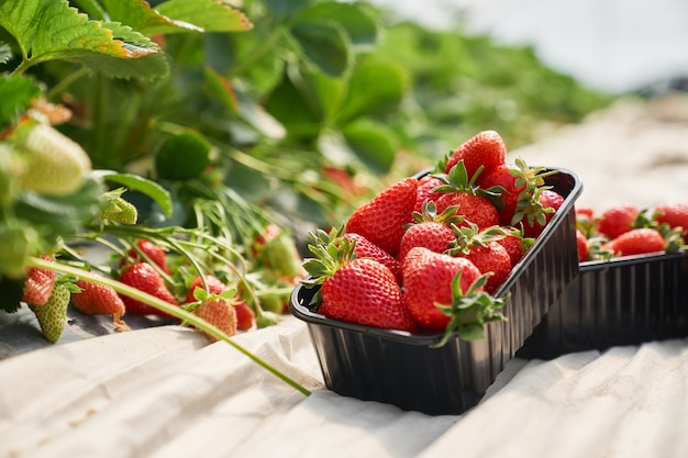 Fragole mature fresche all'interno di una scatola di plastica nera