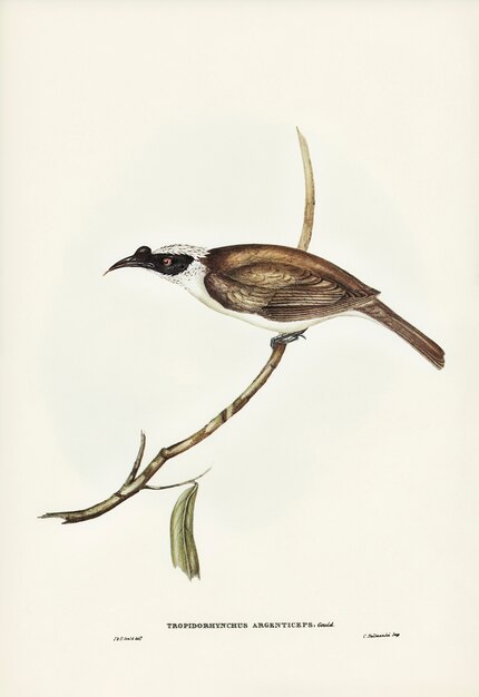 Frate Bird (Tropidorhynchus argenticeps) argentato-incoronato illustrato da Elizabeth Gould