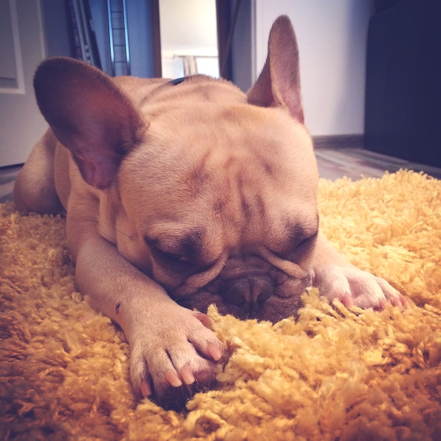 French Bulldog Sleeping