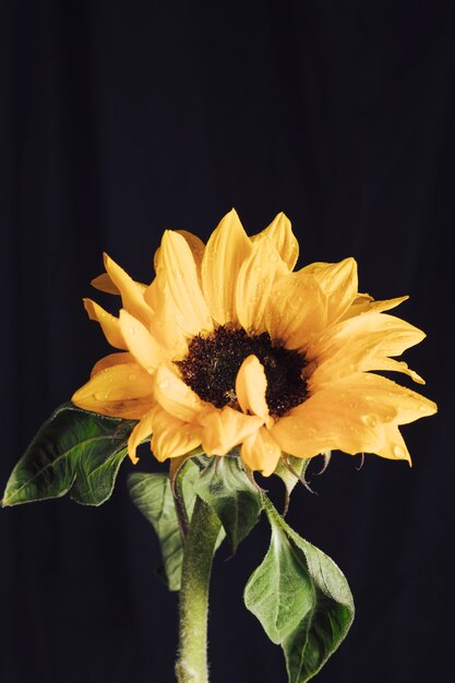 Fresco fiore giallo con centro scuro in rugiada